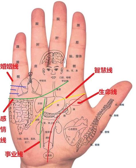 手相雜亂|【手相館】掌紋 (生命線、感情線、智慧線、婚姻線、太陽線、火。